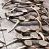 antler candelabra group